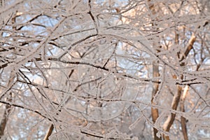 Winter day walk alley park frosen bushes sparkling snow hoar frost