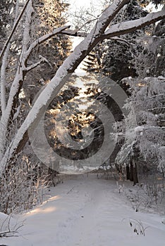 Winter day walk alley park frosen trees snow