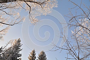 Winter day walk alley park frosen treetops look up sky