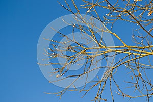 Winter day, a walk in the forest. A sunny day and a willow branch near the stream.