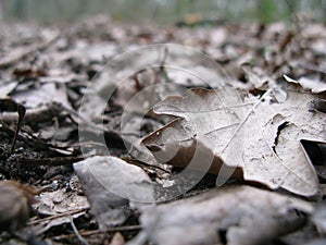 Winter dead leaves