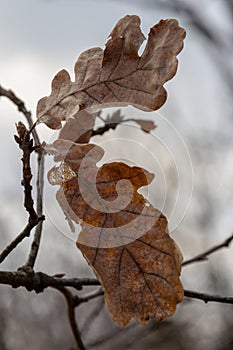 Dead oak leaf isolated against the background