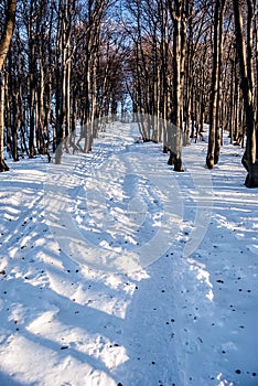 Winter deciduous forest with snow and clear sky in Mala Fatra mountains in Slovakia
