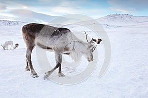 Winter deer in frozen desert of Siberia