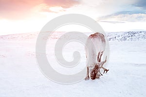 Winter deer in frozen desert of Siberia at sunset.