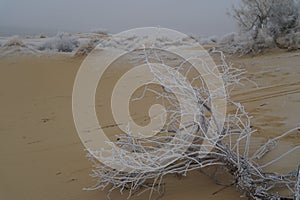 Winter desert hoarfrost on camel thorns