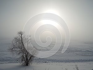 Winter desert landscape with sun, tree and traces of slides on the snow