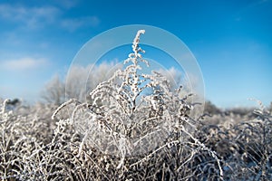 Winter  details. Dry plant covered with snow and frost. Blue sky on the background. Seasonal macro, closeup image