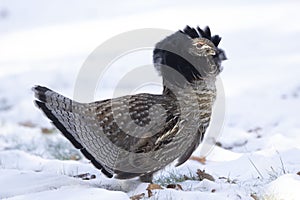 Winter display of Ruffed grouse, fanned tail and ruff