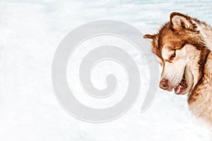 Winter dog Alaskan Malamute, brown color husky, portrait of the animal`s muzzle, clean fur and warm, does not freeze, loves snow