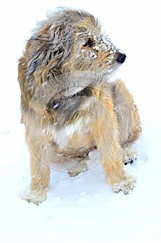 Winter dog-frozen