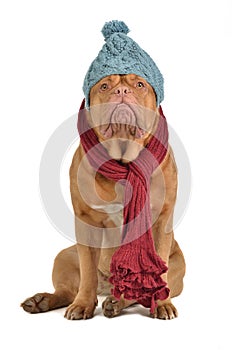 Winter dog with hat and scarf