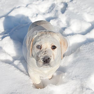 Winter Dog Snow