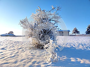 Winter dream shiny snow scenery under cloudless deep blue sky in the morning