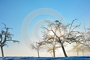 Winter dream - sunrise in winter with lots of snow and  trees