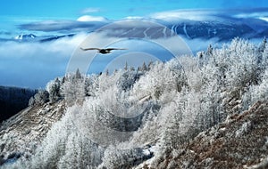 Winter Dreams - Bald Eagle Flight