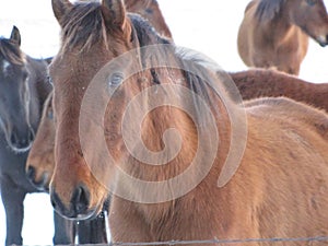 Winter drive through the wild mustangs