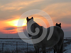 Winter drive through the wild mustangs