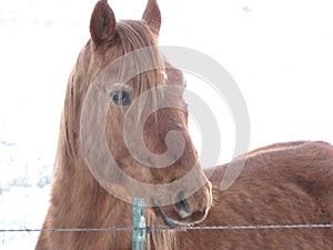 Winter drive through the wild mustangs