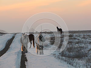Winter drive through the wild mustangs