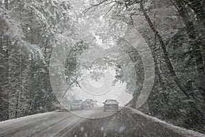 Winter Driving Canopy of Trees