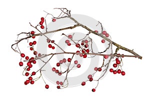 Winter dry branches of forest hawthorn with red berries isolated