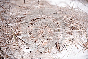 Winter dry grass covered with ice, frosty meadow texture, hoarfrost