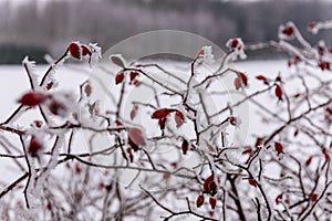 winter dry vegetation tree branches and leaves frosty covered with snow
