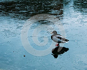 Duck on thin ice. The frozen surface of the reservoir