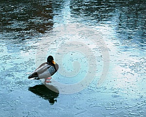 Duck on thin ice. The frozen surface of the reservoir