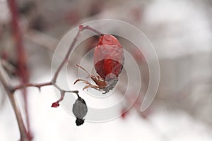 Winter dull day - wild rose hips