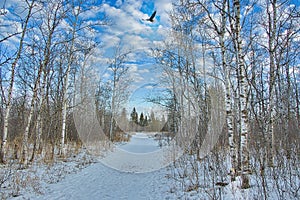 Winter eagle flying over the sky