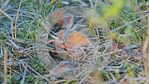 Winter in early frosty morning. First morning frost on a dry fallen leaves. Close up.