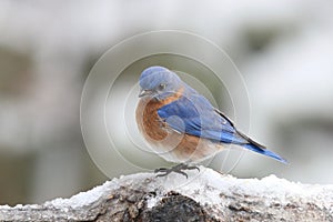 Winter Eastern Bluebird