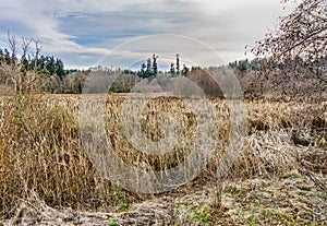 Edmonds Marsh In Winter 2