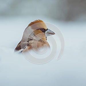 Winter Elegance: Portrait of the Snowy Hawfinch - Plumose Beauty in the Frozen Landscape