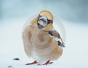 Winter Elegance: Portrait of the Snowy Hawfinch - Plumose Beauty in the Frozen Landscape