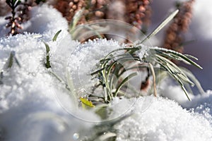 The winter ends and the springtime shows fresh green and snow covered flowers