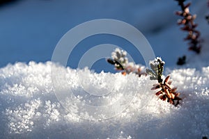 The winter ends and the springtime shows fresh green and snow covered flowers