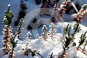 The winter ends and the springtime shows fresh green and snow covered flowers