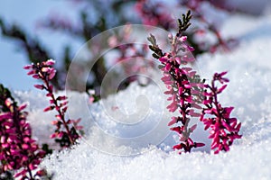 The winter ends and the springtime shows fresh green and snow covered flowers