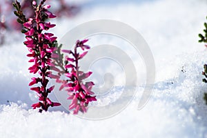 The winter ends and the springtime shows fresh green and snow covered flowers