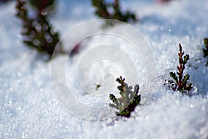 The winter ends and the springtime shows fresh green and snow covered flowers