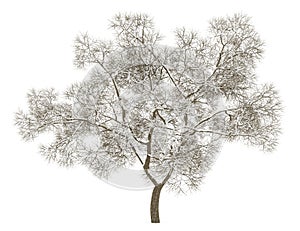 Winter english oak tree isolated on white