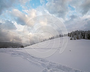 Winter evening calm mountain landscape with fir trees on slope (Kukol Mount, Carpathian Mountains, Ukraine