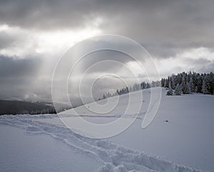 Winter evening calm mountain landscape with fir trees on slope (Kukol Mount, Carpathian Mountains, Ukraine