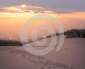 Winter evening calm mountain landscape with fir trees on slope (Kukol Mount, Carpathian Mountains, Ukraine