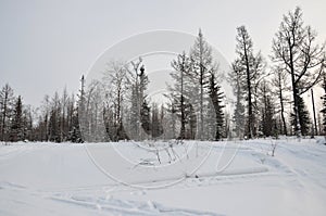 Winter evening and frosty landskape from North. Naked trees, pines and white snow