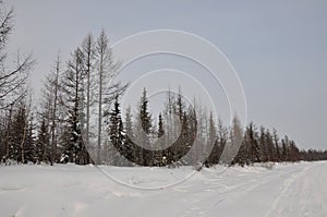 Winter evening and frosty landskape from North. Naked trees, pines and white snow