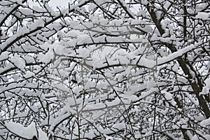 winter evening landscape with falling snow on trees close up